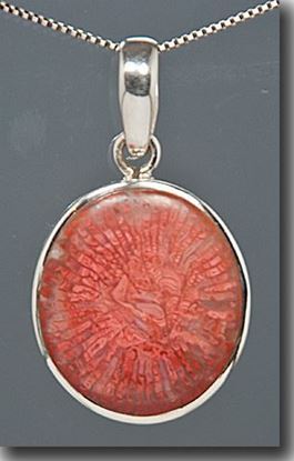 Utah Agatized Red Horn Coral