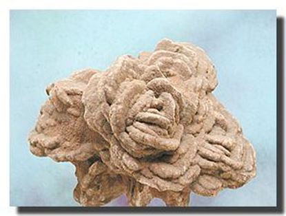 Barite Rose Mineral Specimen